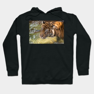 Tiger playing in some water Hoodie